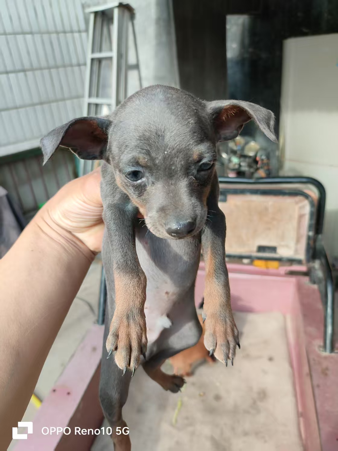小鹿犬